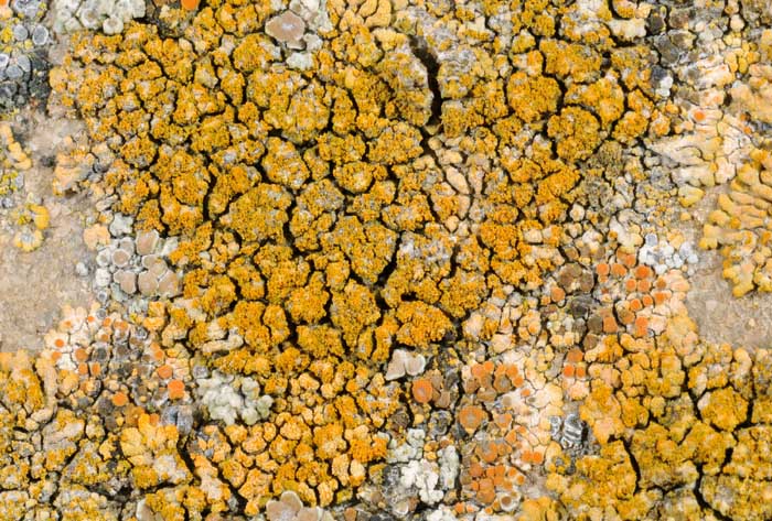 Licheni sul muro di casa